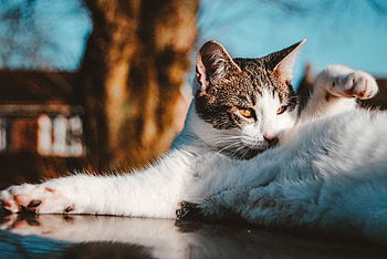 Funny, Animals, Cat, Lies, Pet HD wallpaper