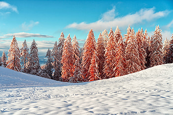 Spruce , Nature backgrounds, Breathtaking views, Refreshing green HD wallpaper