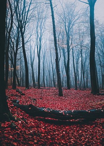 Nature, Trees, Autumn, Leaves, Forest, Fog HD phone wallpaper