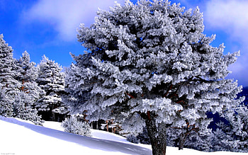 FROZEN TREES, winter, frost, trees, nature, forest HD wallpaper
