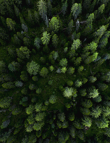 Nature, Trees, Pine, View From Above, Forest HD phone wallpaper