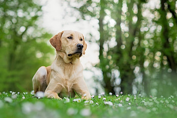 Labrador Retriever, Beautiful coat, Loyal and affectionate, Irresistible charm HD wallpaper