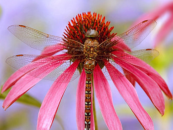 Flower, Macro, Insect, Color, Wings HD wallpaper