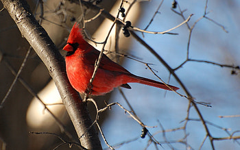 Animals, Sky, Bird, Branches, Color HD wallpaper