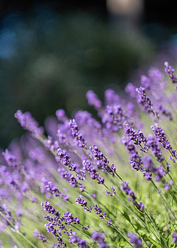 Lavender, Flowers, Grass, Violet, Purple, Wildflowers HD phone wallpaper