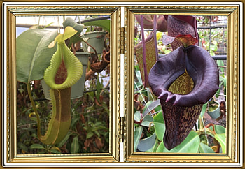 PITCHER PLANTS, PLANTS, NATURE, PITCHER HD wallpaper