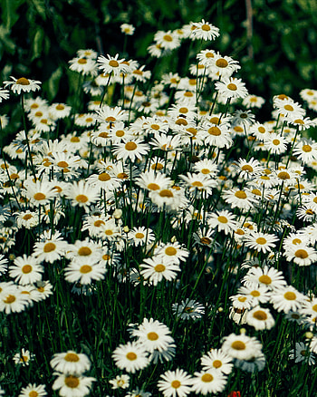 Flowers, Grass, Camomile, Petals, Wildflowers HD phone wallpaper