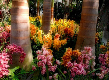 the right flowers in the garden, right, in, garden, the, flowers HD wallpaper