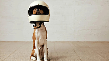 Basenji Dog, Prevent Facebook ads, Avoid adblocking, Advertising strategies HD wallpaper