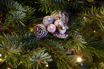 Types of Christmas trees, Evergreen variety, Festive options, Holiday choices HD wallpaper