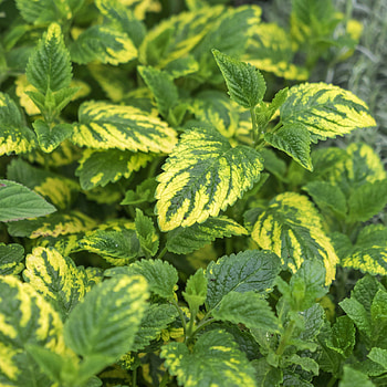 Lemon Balm care, Herbal plant, Harvesting tips, Aromatic leaves HD phone wallpaper