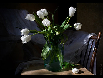 tulips, elegant, still life, white, graphy, flowers, flower bouquet HD wallpaper