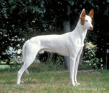 Ibizan Hound, dog, ibizan, pharoah, hound HD wallpaper