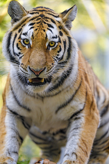 Animals, Tigers, Muzzle, Big Cat, Animal HD phone wallpaper