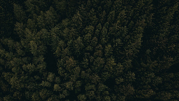 forest, aerial view, trees, tops, dark 16:9 background, 2560 X 1440 Dark Forest HD wallpaper