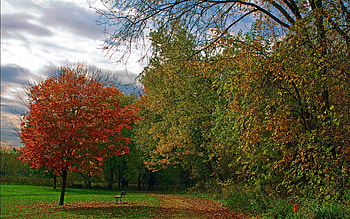 I Sit Alone, bench, beautiful, serene, parks, one, red, trees, road, nature, foliage HD wallpaper