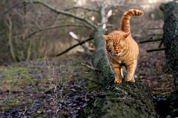 Animals, Cat, Stroll, Moss, Log HD wallpaper