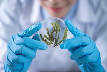 Close-up of a scientist examining algae in a petri dish, highlighting biotechnology research. HD wallpaper