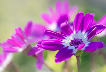 Pink Osteospermum, White, African daisy, Flowers, Purple HD wallpaper