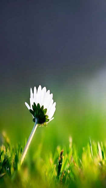 Whatsapp, White Flower HD phone wallpaper