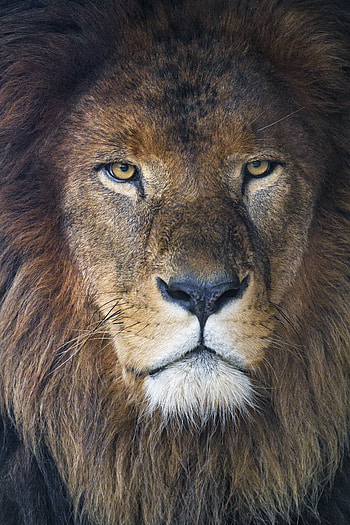 Animals, Lion, Predator, Sight, Opinion, Mane HD phone wallpaper