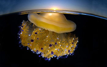 Animals, Sunset, Sky, Jellyfish, Macro, Ocean, Surface HD wallpaper
