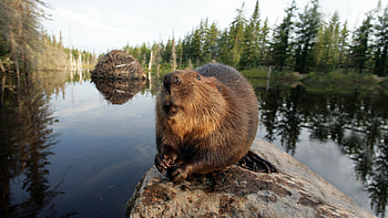 White Tuft, the Little Beaver, Beavers HD wallpaper