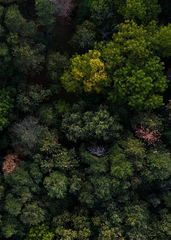 Nature, Trees, View From Above, Forest HD phone wallpaper