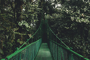 Nature, Trees, Bridge, Foliage HD wallpaper