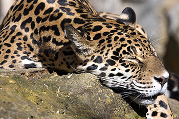 Jaguar, animal, feline, cat HD wallpaper