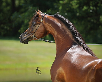 The famous Arabian Shaqab, brown horses, animals, arabians, nature, grass, ponies HD wallpaper