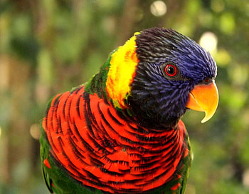 Colorful Bird, colorful, beautiful, bird HD wallpaper