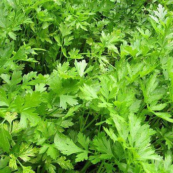 Parsley herb, Organic flat leaf variety, Potted plants, Rooted and ready HD phone wallpaper