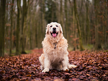 Animals, Autumn, Dog, Foliage, Is Sitting, Sits HD wallpaper