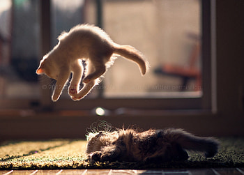 Playing, kitten, sweet, kitty, cats, cute, beautiful, animals, adorable, friends HD wallpaper