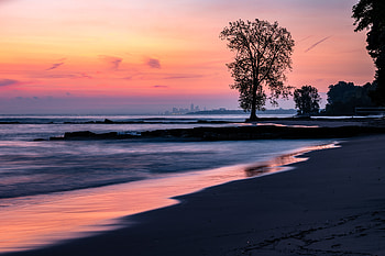 Nature, Twilight, Beach, Dark, Coast, Wood, Tree, Dusk HD wallpaper