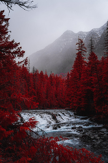Red forest, tree, stream, nature HD phone wallpaper