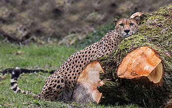 Animals, Leopards HD wallpaper