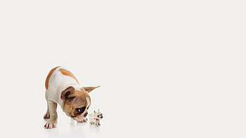 Dog, Minimalism, Toy, Puppy HD wallpaper
