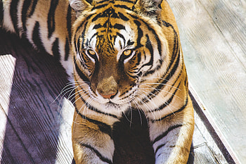 Tiger, predator, animal HD wallpaper