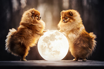 Animal, Pomeranian HD wallpaper