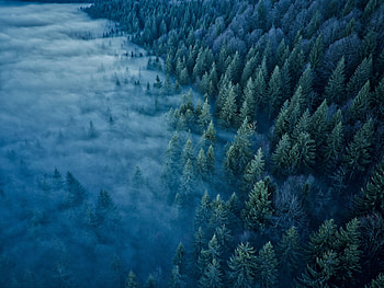 Aerial, , Fog, Forest, Nature HD wallpaper