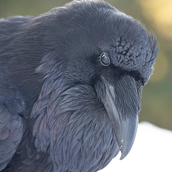 Ravens, Urban nature enthusiast, Bird, Wildlife HD phone wallpaper