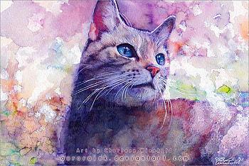 Dreamland, blue, cats, eyes, cat HD wallpaper