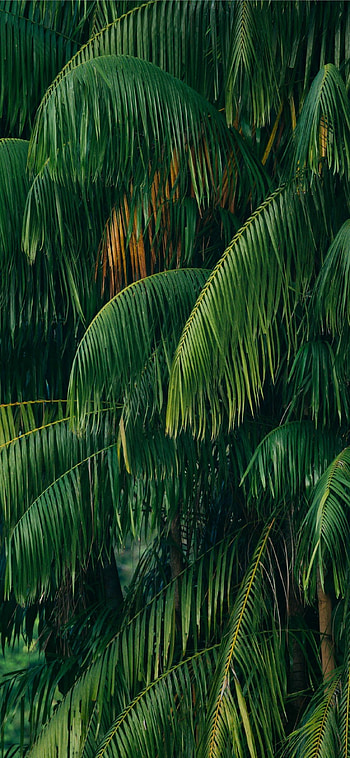 Jungle plants' marvel, Botanical paradise, Nature's brilliance HD phone wallpaper