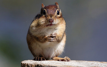 Chipmunk, animal, stock, squirrel HD wallpaper