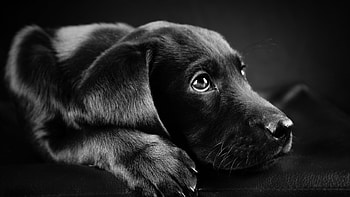 Black labrador, Aussie mix, Active pup, Loyal companion HD wallpaper