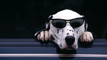 Animals, Dog, Muzzle, Dalmatian, Sunglasses HD wallpaper