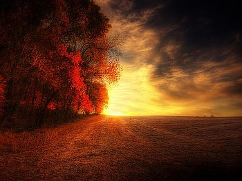 October field, orange field, golden sky, trees, autumn, orange leaves, cloudy sky HD wallpaper