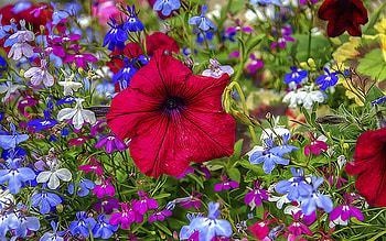 Flowers , , nature, flowers, beauty HD wallpaper